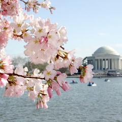 the Jefferson Memorial and the iconic Cherry Blossom trees CREDIT courtesy of washington.org PHOTO GENERALE ENTETE.jpg